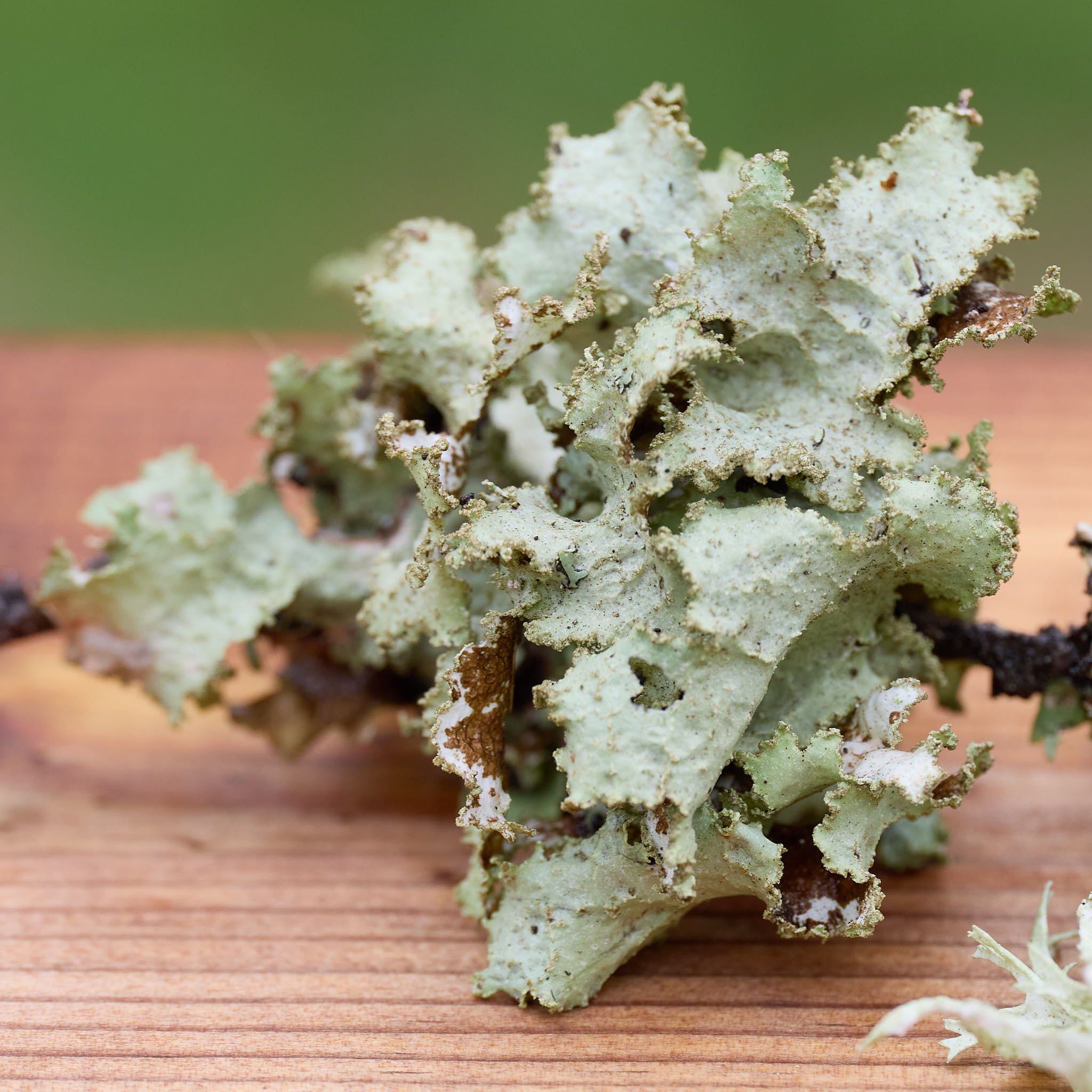 Single image of a lichen.