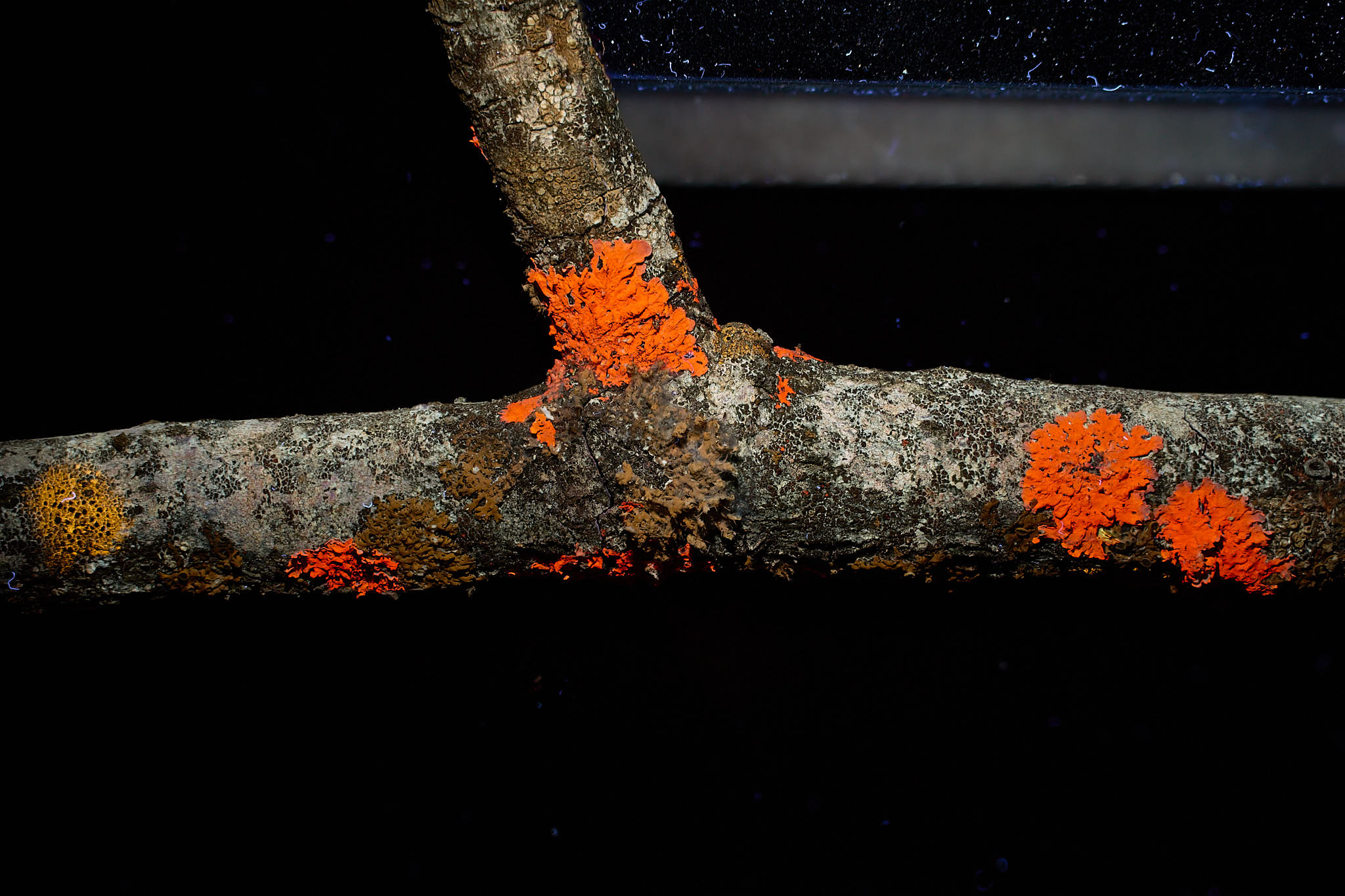 B: UV-A-induced visiblefluorescence.