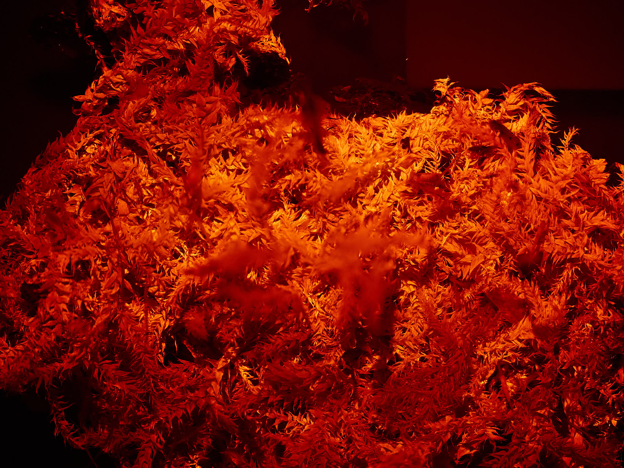 B: UV-A-induced near-infrared flousrescence.