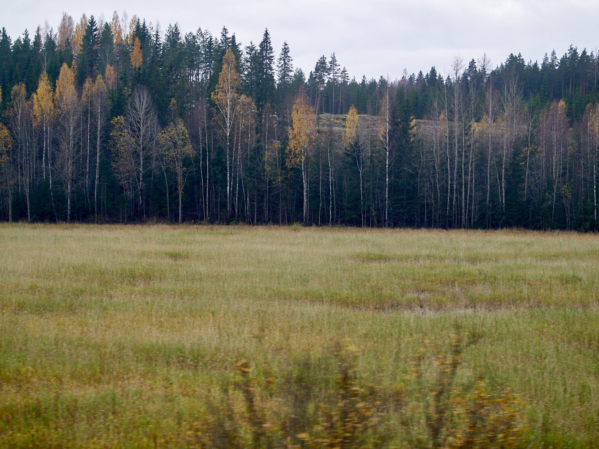 Photograph taken from a moving train showing branches and field blurred in the proximity.